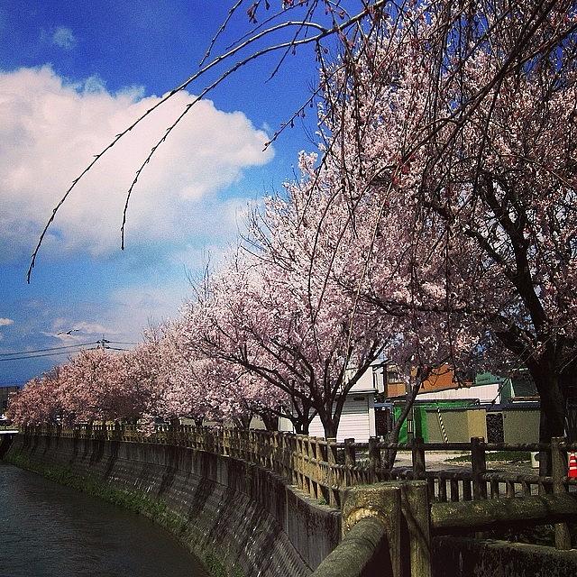 Nature Photograph - #sakura #cherry #blossoms #1 by Yukiko Nobeno