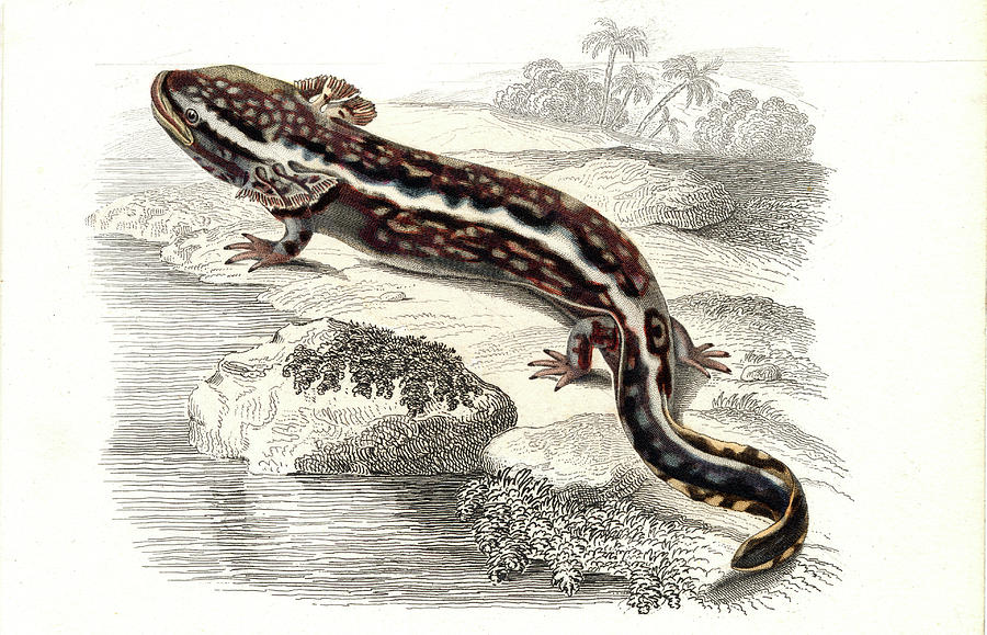 Salamander #1 Photograph by Collection Abecasis
