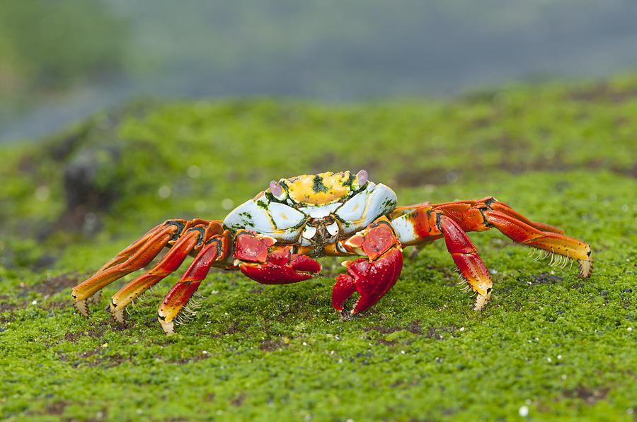Sally Lightfoot Crab Galapagos Islands #1 Photograph by Tui De Roy