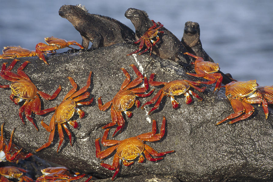 Sally Lightfoot Crabs And Marine Photograph by Tui De Roy