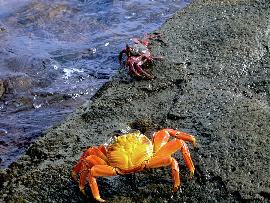 Sally Lightfoot Crabs, Grapsus Grapsus Photograph by Miva Stock - Fine ...