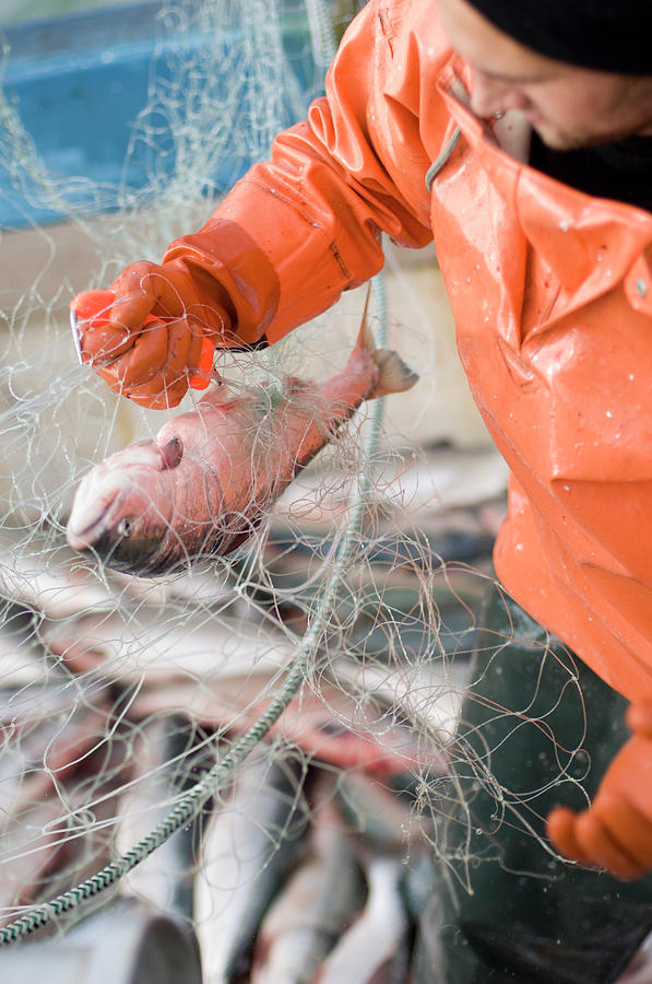 Fish Photograph - Salmon Fisherman Picking Salmon #1 by Nick Hall
