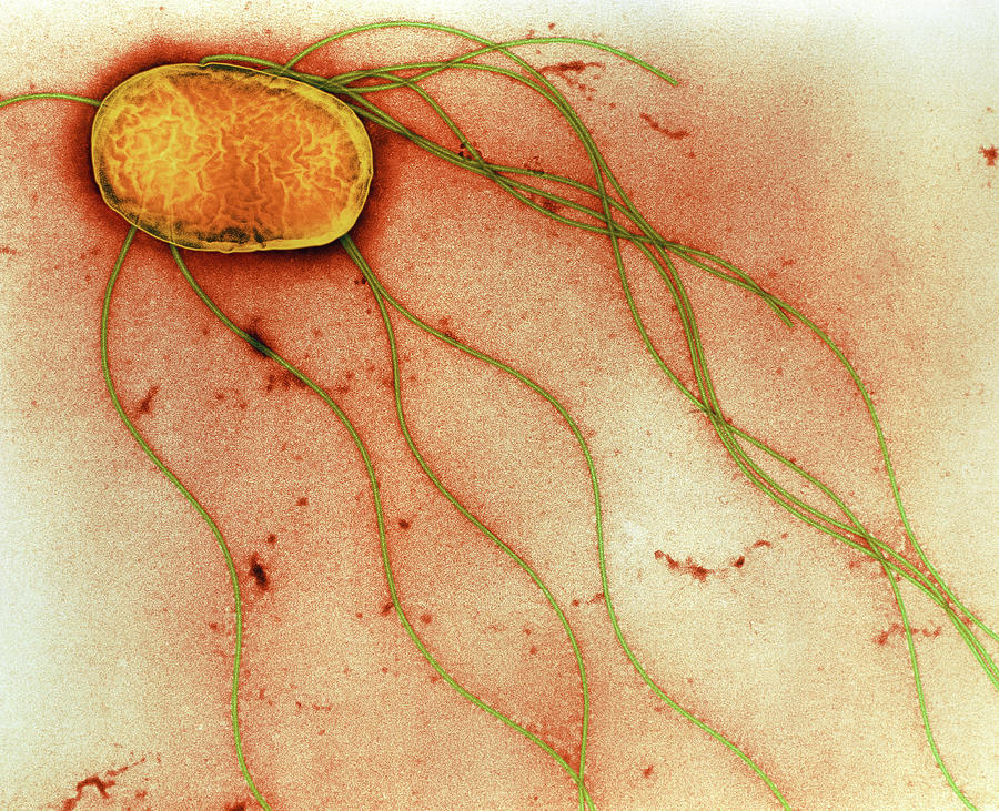 Salmonella Enteritidis Photograph - Salmonella Enteritidis Bacterium #1 by A. Dowsett, Public Health England/science Photo Library