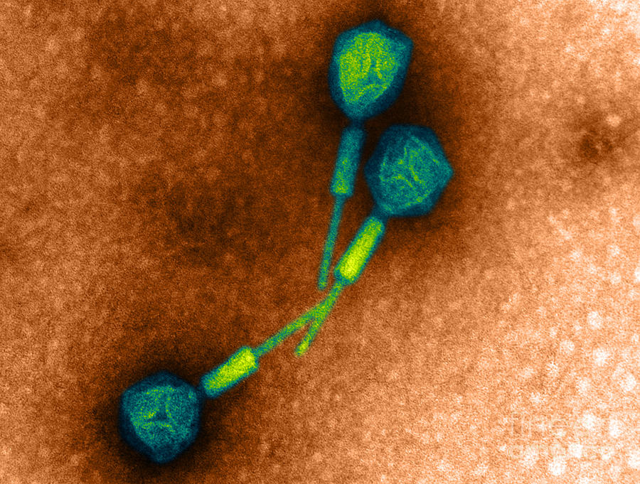 Salmonella Phage #1 Photograph by Science Source