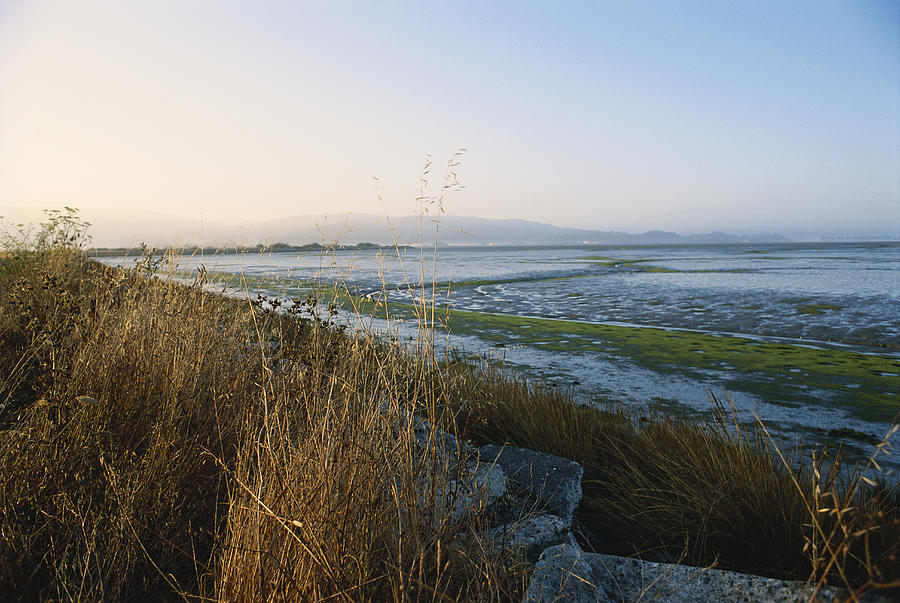 Salt Marsh, California #1 Photograph by David Weintraub