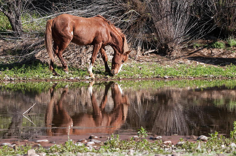 Salt River Wild Horse #1 Photograph by Tam Ryan