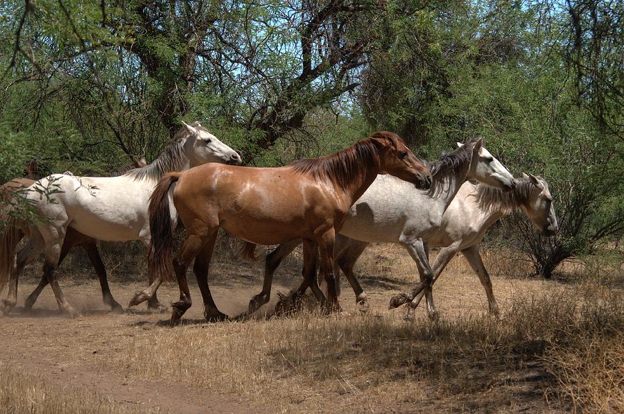 Salt River Wild Horses #1 Photograph by Tam Ryan