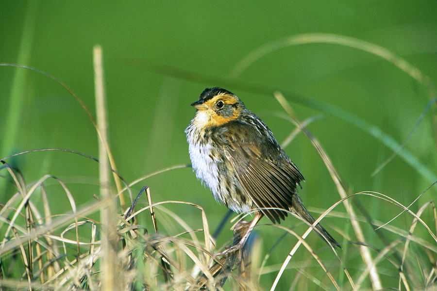 Saltmarsh Sharp-tailed Sparrow #1 Photograph by Paul J. Fusco