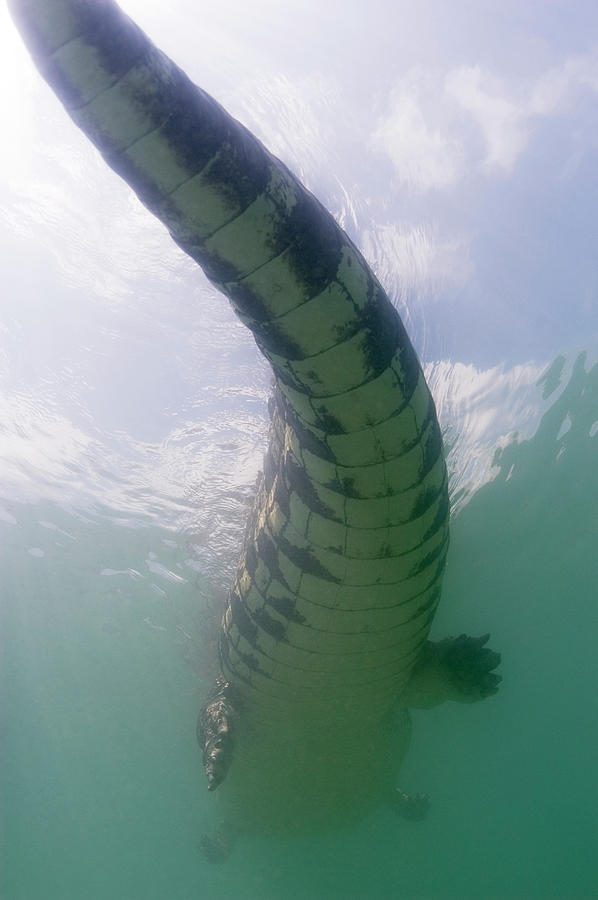 Saltwater Crocodile #1 Photograph by Science Photo Library Saltwater Crocodile #1 Photograph by Science Photo Library