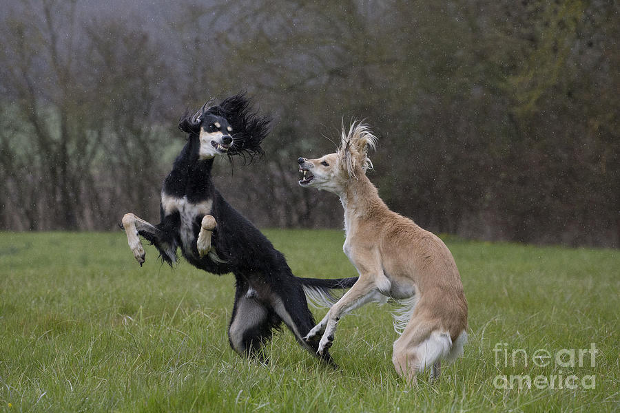 Dog Photograph - Salukis Fighting #1 by Jean-Michel Labat