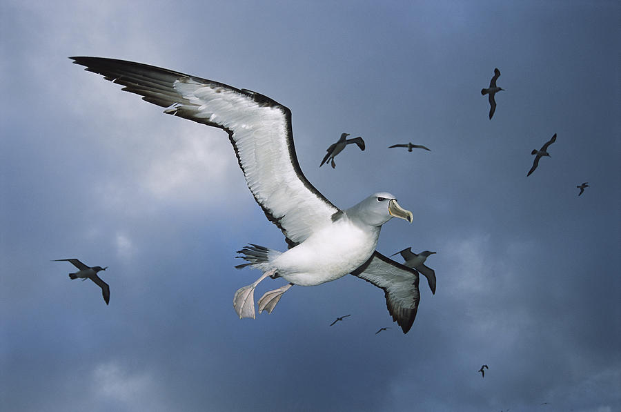 Salvins Albatrosses Bounty Islands #1 Photograph by Tui De Roy