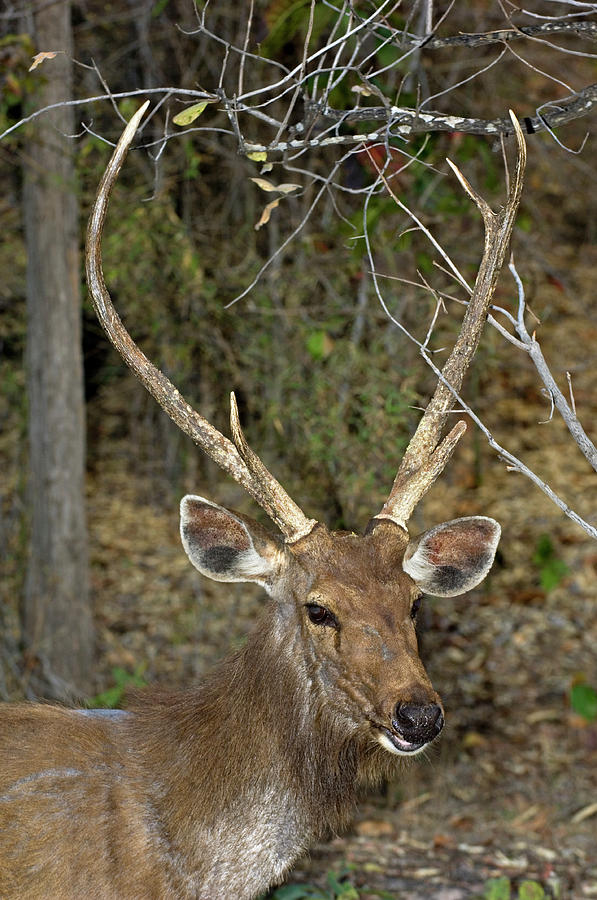 Sambar Deer Stag Photograph By Tony Camacho/science Photo Library