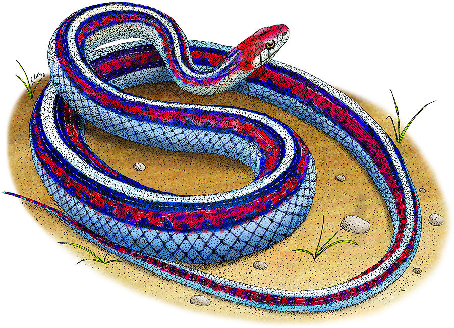 San Francisco Garter Snake #1 Photograph by Roger Hall