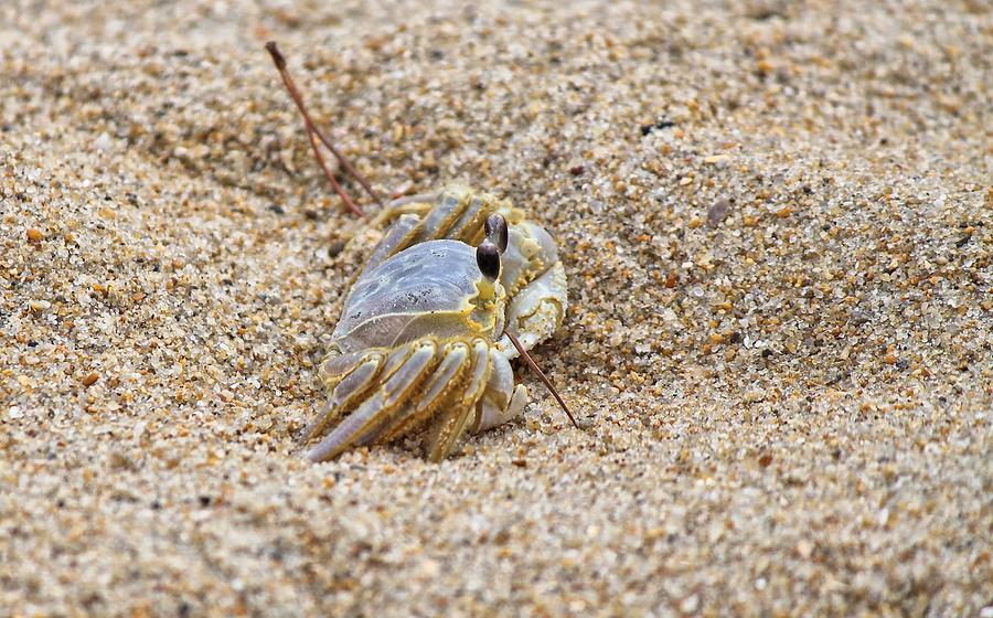 Sand Crab Photograph