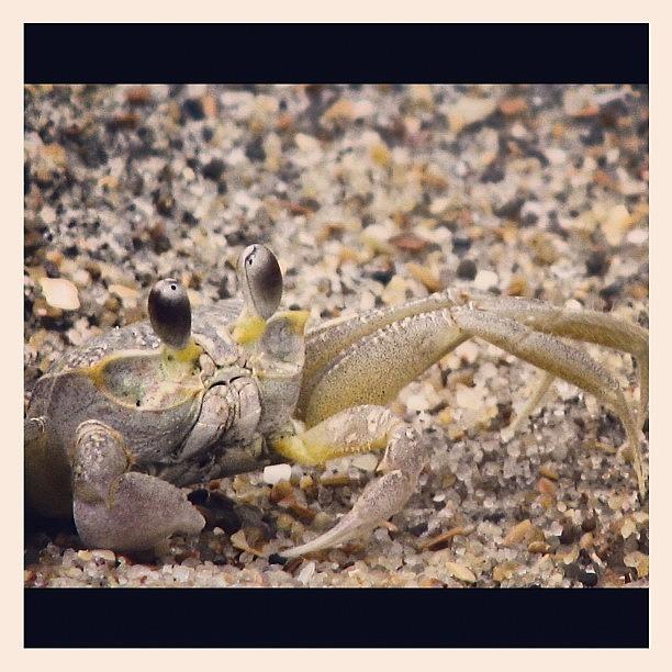 Summer Photograph - Sand Crab  #1 by Matt Yates