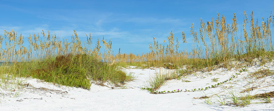 Sand Dune On The Beach, Siesta Key #1 Photograph by Panoramic Images