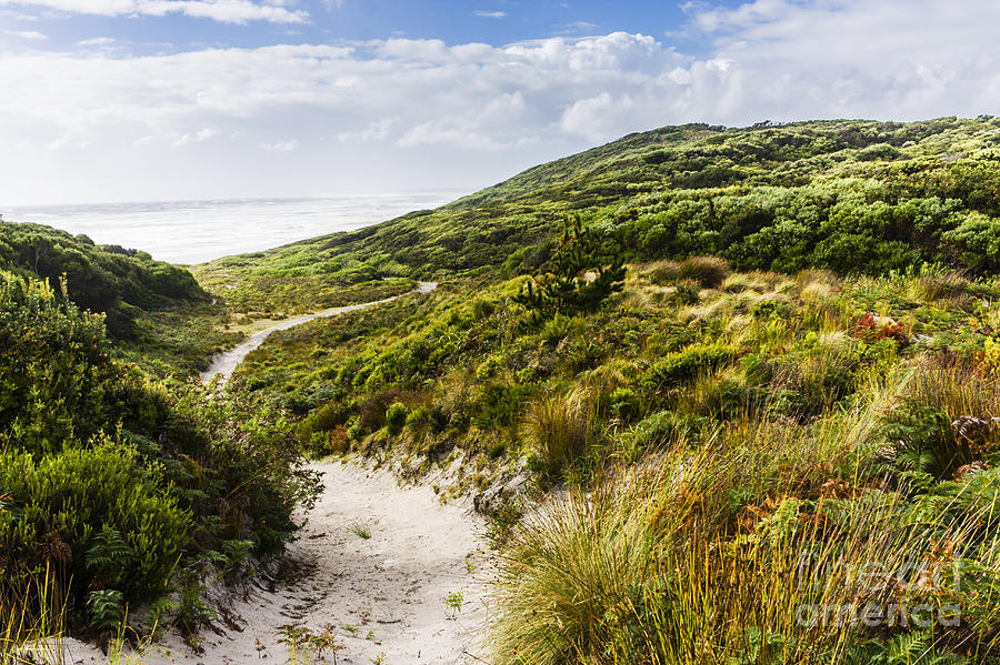 Sand dune path leading to Tasmania beach landscape #1 Photograph by Jorgo Photography