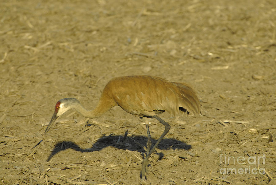Bird Photograph - Sand Hill Crane #1 by Robert Smice