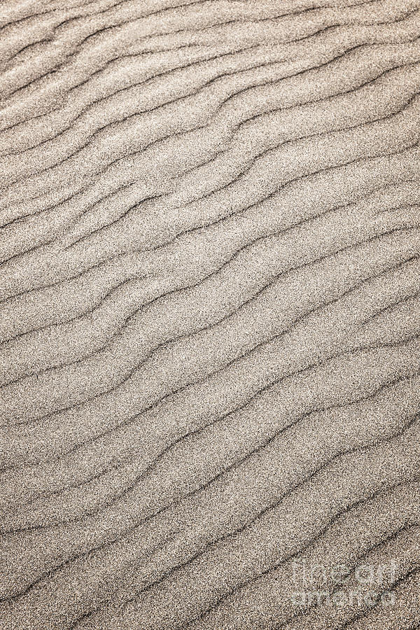 Beach Photograph - Sand ripples abstract 1 by Elena Elisseeva