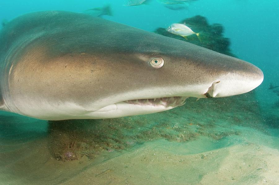 Sand Tiger Shark Photograph By Scubazoo Science Photo Library - Fine 