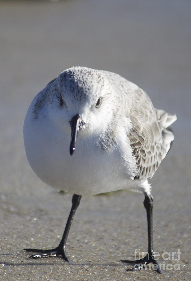 Sea Shore Photograph - Sanderling  #1 by Christopher Swass