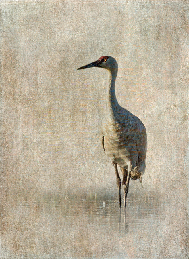 Crane Photograph - Sandhill Crane #1 by Angie Vogel
