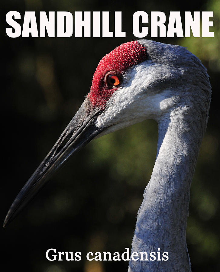 Sandhill crane Grus canadensis Photograph by David Lee Thompson