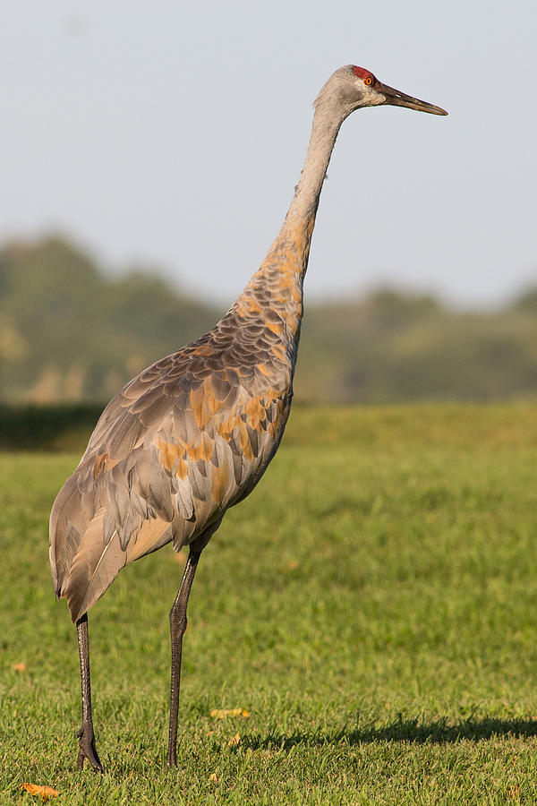 Bird Photograph - Sandhill Crane in Fitchburg #1 by Natural Focal Point Photography