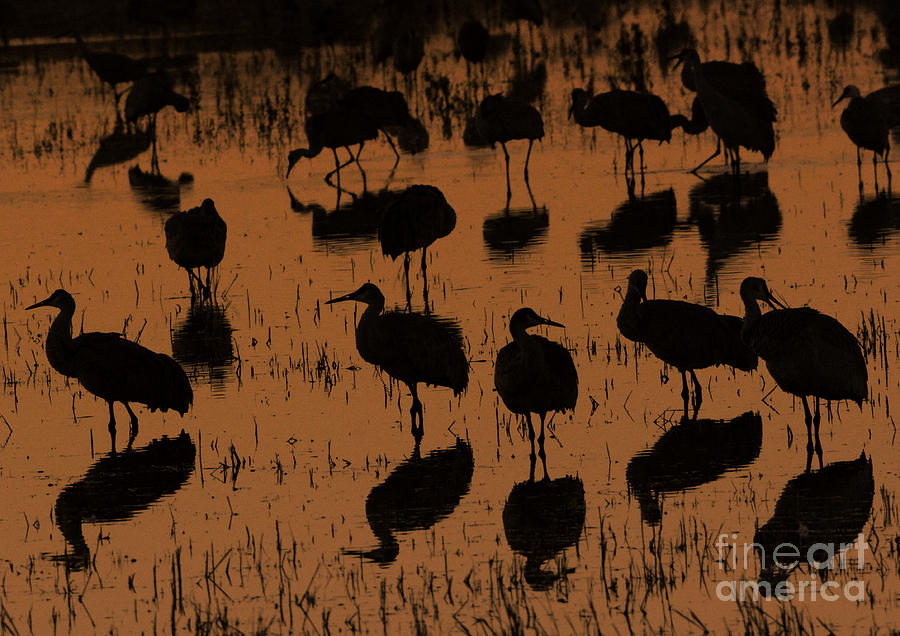 Sandhill Cranes at Sunset #1 Photograph by John Greco