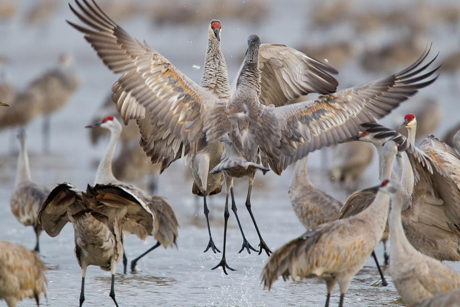 Sandhill Cranes Dancing On The Platte #1 Photograph by Chuck Haney ...