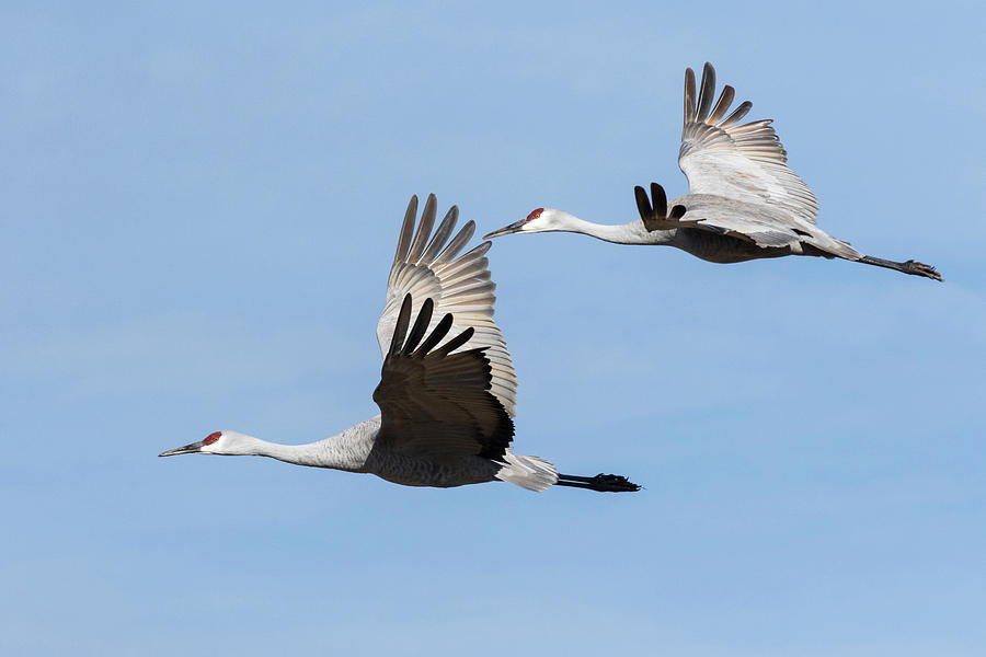 Sandhill Cranes Flying, Grus Photograph by Maresa Pryor | Fine Art America