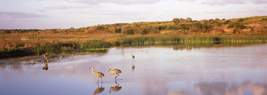 Crane Photograph - Sandhill Cranes Grus Canadensis #1 by Panoramic Images