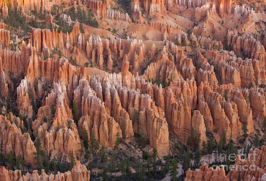 Sandstone Hoodoos in Bryce Canyon  Photograph by Yva Momatiuk and John Eastcott