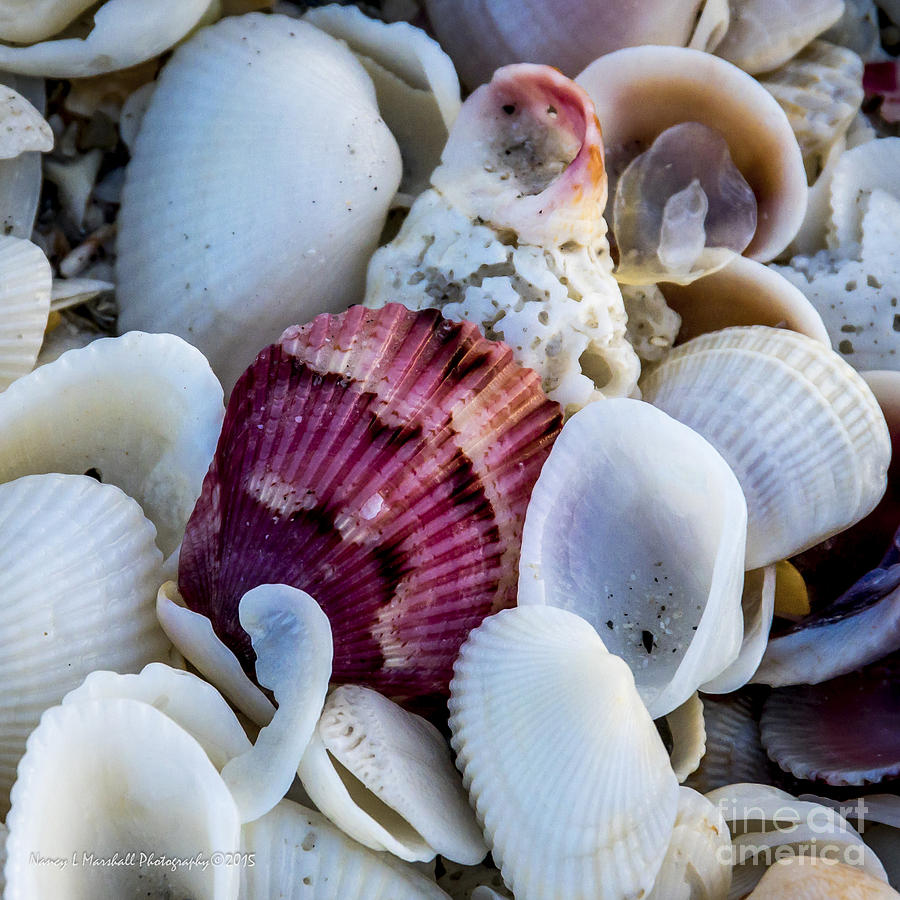 List 101+ Pictures pictures of sanibel island shells Updated