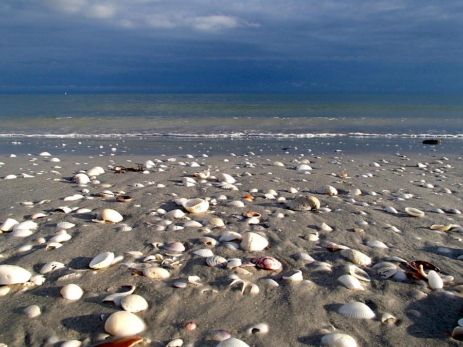 Sanibel Seashells #1 Photograph by Curtis Krusie