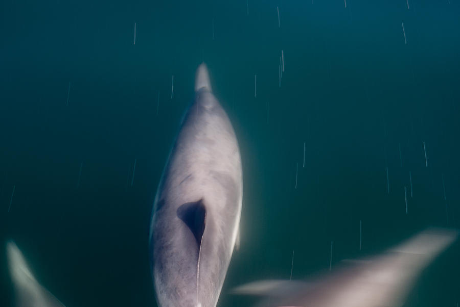 Cool Photograph - Santa Barbara Dolphin Two #1 by Josh Whalen