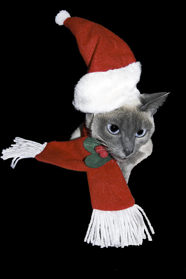 Santa Cat Photograph by Sally Weigand