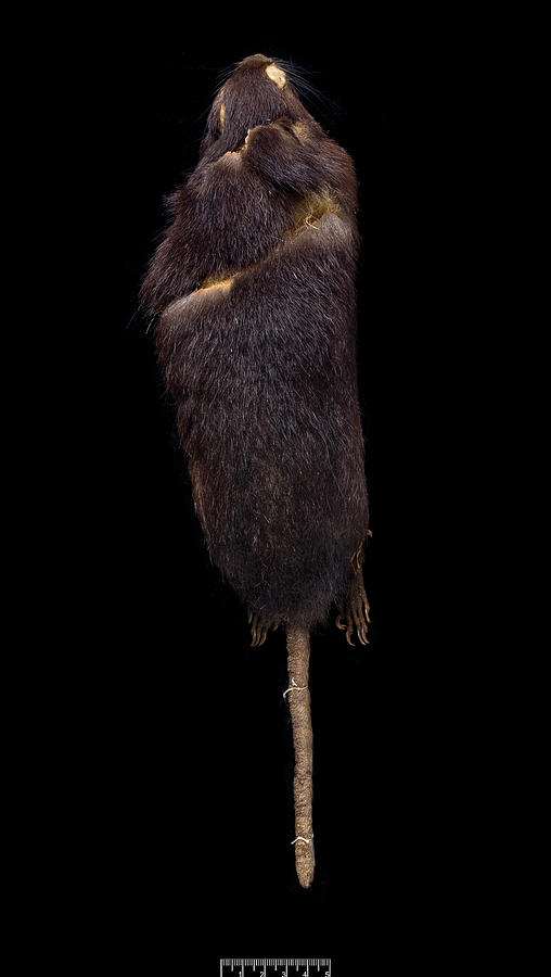 Nature Photograph - Santa Lucia Giant Rice Rat #1 by Natural History Museum, London/science Photo Library