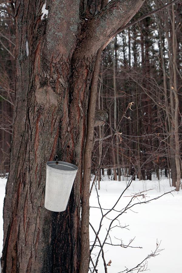 Sap Collection From Maple Tree #1 Photograph by Jim West