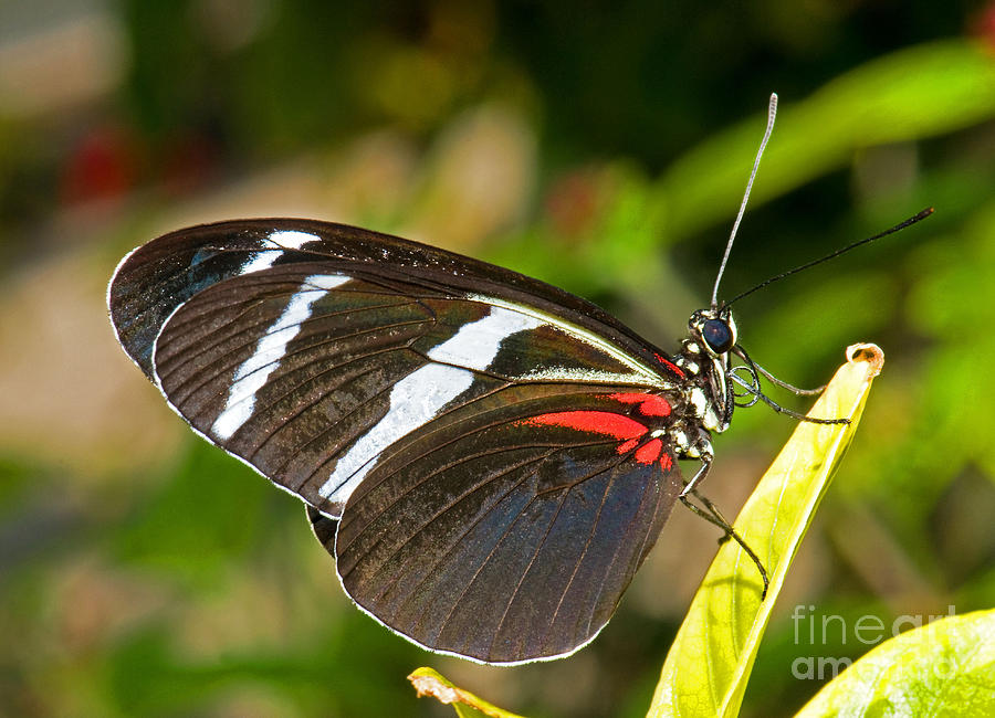 Sapho Butterfly #1 Photograph by Millard H. Sharp