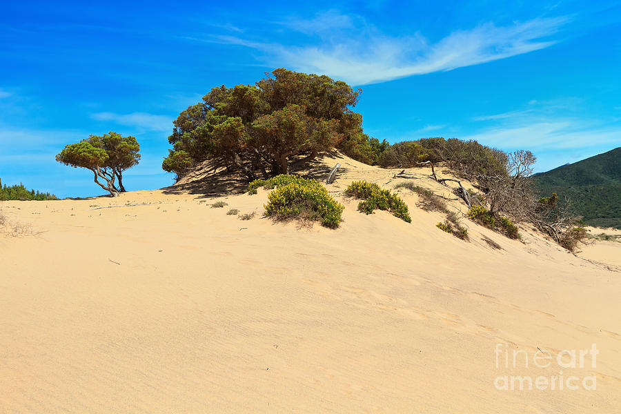 Sardinia - Piscinas dune #1 Photograph by Antonio Scarpi