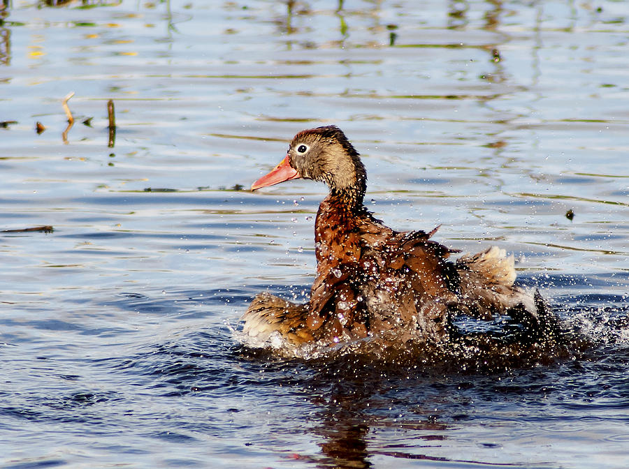 Duck Photograph - Saturday Bath 2 by Norman Johnson