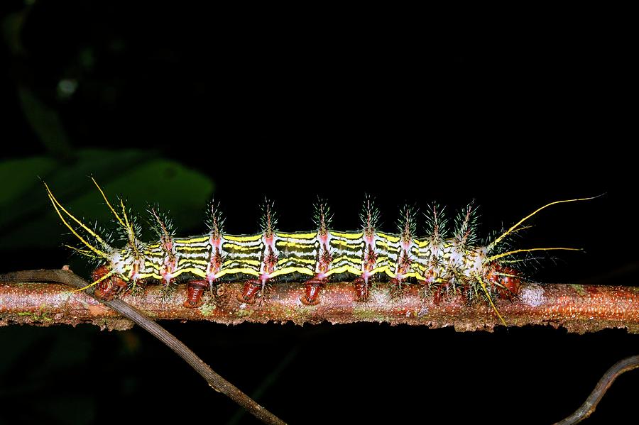 Nature Photograph - Saturniid Caterpillar #1 by Dr Morley Read/science Photo Library