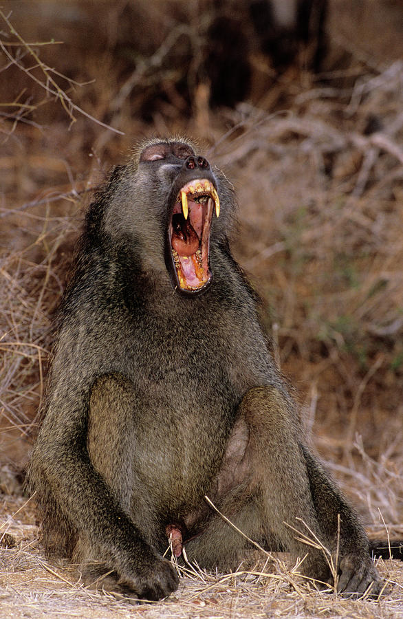Savanna Baboon #1 Photograph by Tony Camacho/science Photo Library