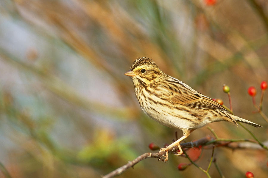 Sparrow Photograph - Savannah Sparrow #1 by Paul J. Fusco