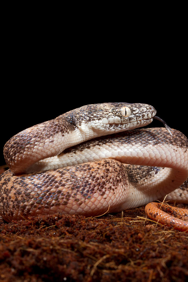 Savu Python In Defensive Posture #1 Photograph by David Kenny