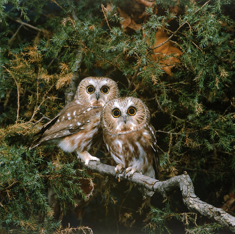 Saw-whet Owls #1 Photograph by G Ronald Austing
