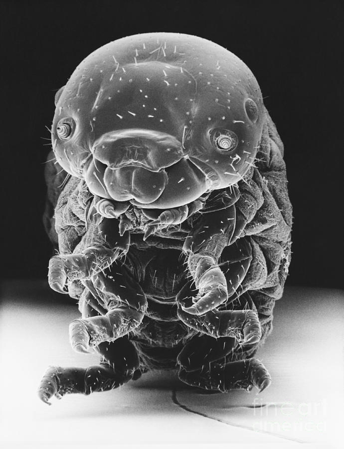 Sawfly Larva #1 Photograph by David M. Phillips