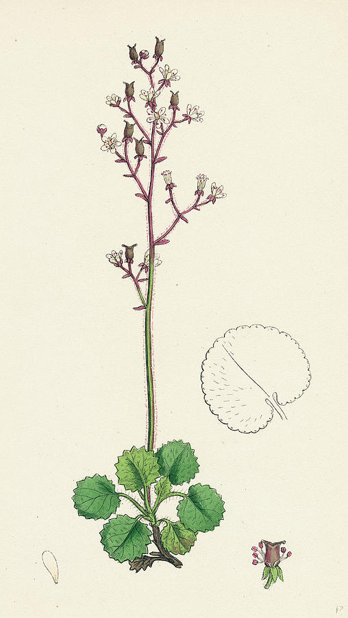 Saxifraga Geum Kidney-leaved London-pride Drawing by English School ...