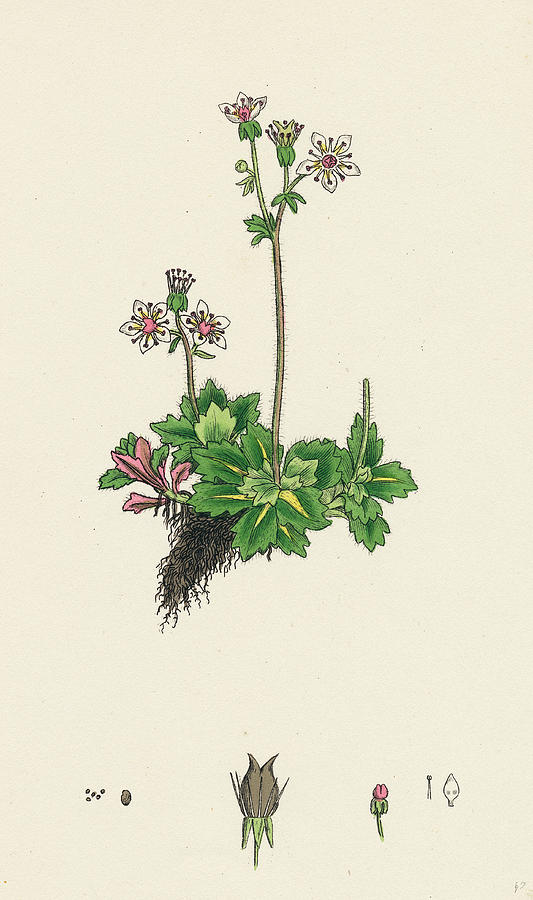 Saxifraga Stellaris Starry Saxifrage Drawing by English School | Fine ...